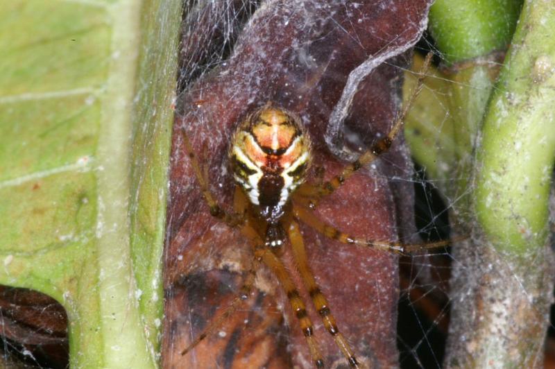 Theridion_pyramidale_D4077_Z_80_Alexandra hills Brisbane_Australie.jpg